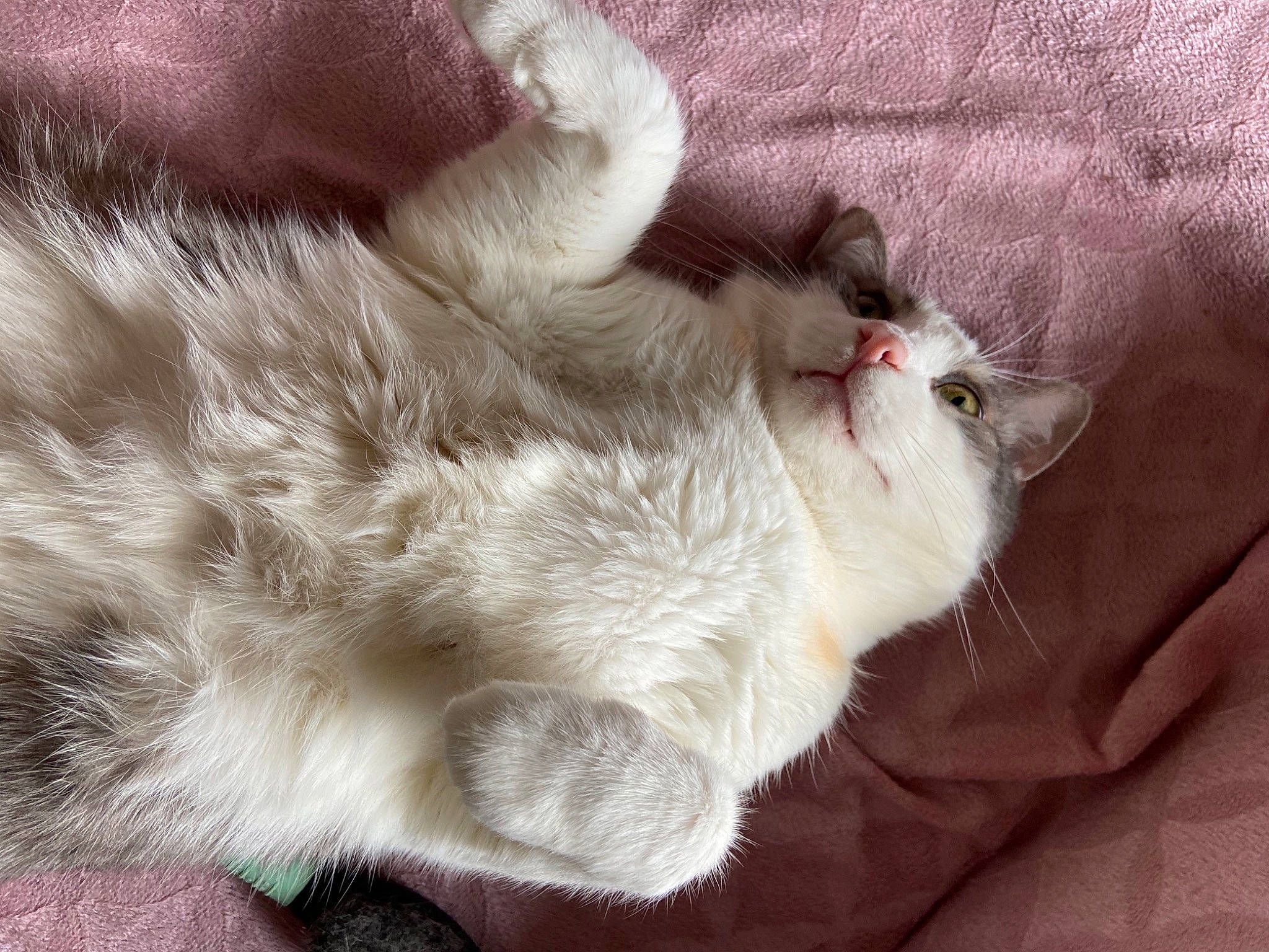 Omar a rejoint le concours — aidez-le/la à gagner de superbes lots ! carnivore, cat, claw, comfort, domestic_short_haired_cat, fawn, felidae, fur, nap, paw, small_to_medium_sized_cats, tail, whiskers