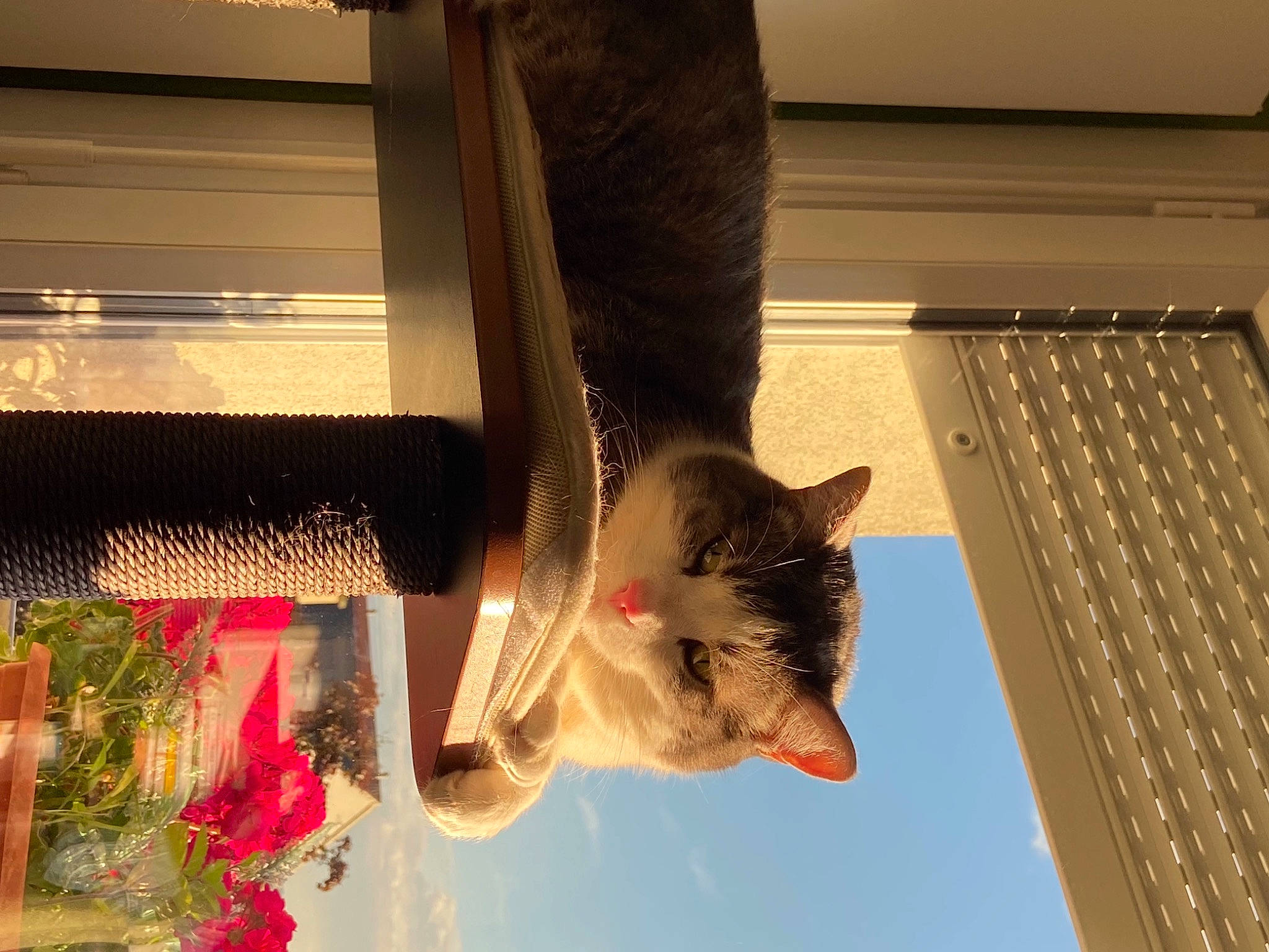 Omar participe au concours pour gagner de l'argent avec cette photo : building, carnivore, cat, computer, curtain, domestic_short_haired_cat, felidae, fur, input_device, laptop, peripheral, plant, room, sky, small_to_medium_sized_cats, tail, tree, whiskers, window, wood