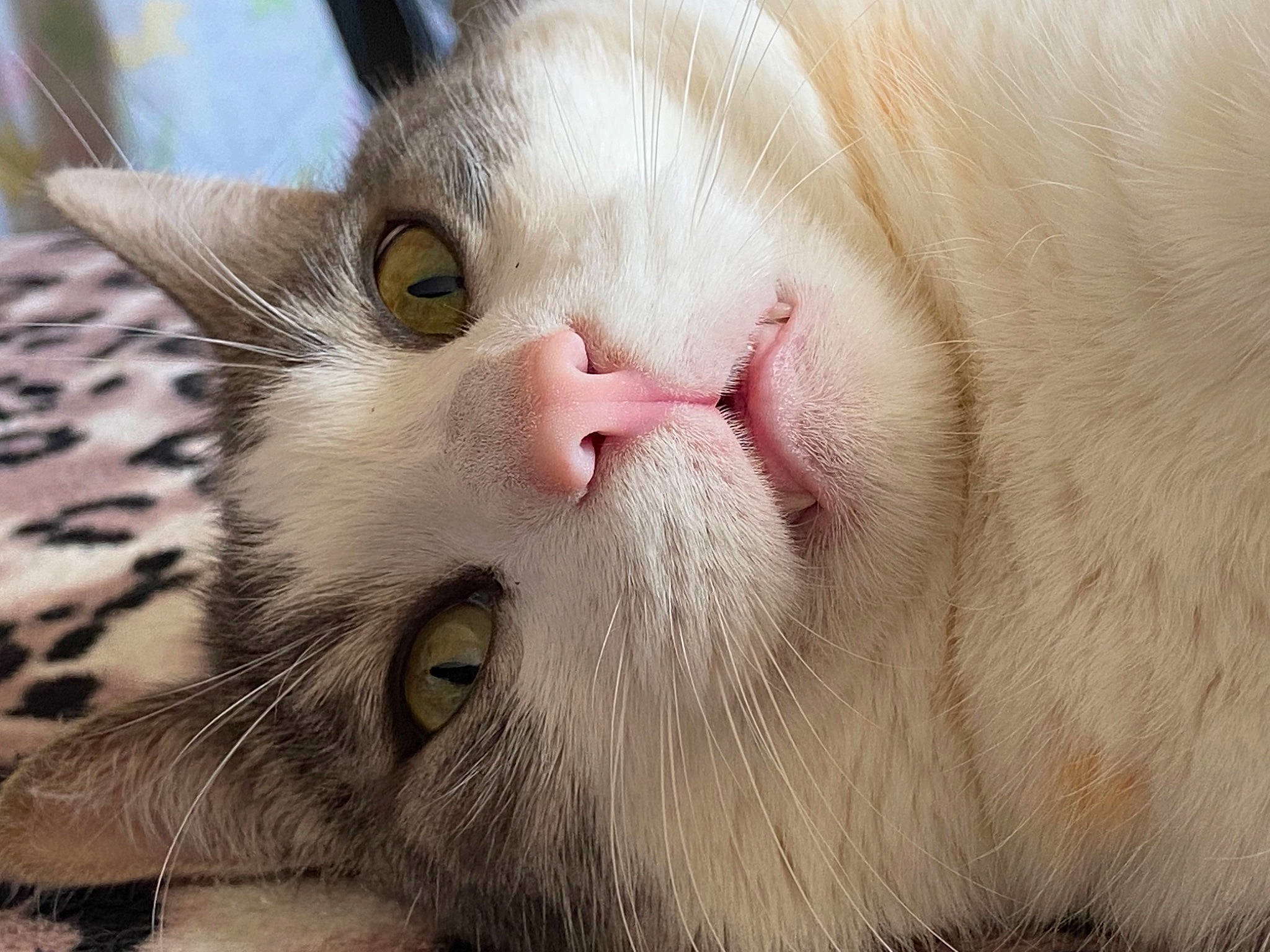 Omar a rejoint le concours — aidez-le/la à gagner de superbes lots ! carnivore, cat, claw, domestic_short_haired_cat, ear, fawn, felidae, fur, paw, small_to_medium_sized_cats, snout, terrestrial_animal, whiskers