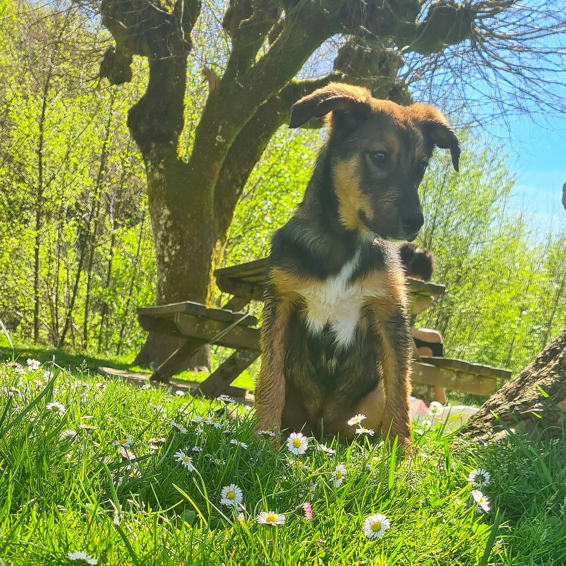 Kiara participe au concours pour gagner de l'argent avec cette photo : carnivore, companion_dog, dog, dog_breed, fawn, flower, forest, grass, herding_dog, leaf, natural_landscape, people_in_nature, plant, shade, sky, sporting_group, sunlight, tints_and_shades, tree, working_animal