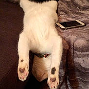 Tipex participe au concours pour gagner de l'argent avec cette photo : cat, cat_paws, paw_pads, heart_shaped_pads, white_fur, upside_down, belly, collar, couch, blanket, smartphone, indoor, pet, relaxing, napping, stretched, living_room, furniture, cozy, cute