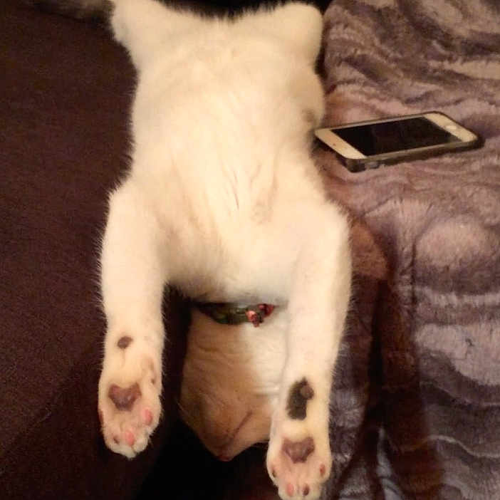 Tipex participe au concours pour gagner de l'argent avec cette photo : belly, blanket, cat, cat_paws, collar, couch, cozy, cute, furniture, heart_shaped_pads, indoor, living_room, napping, paw_pads, pet, relaxing, smartphone, stretched, upside_down, white_fur