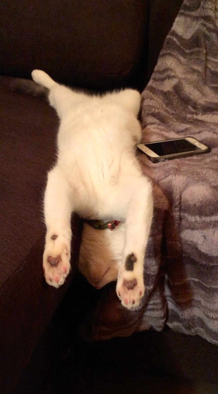 Tipex participe au concours pour gagner de l'argent avec cette photo : cat, cat_paws, paw_pads, heart_shaped_pads, white_fur, upside_down, belly, collar, couch, blanket, smartphone, indoor, pet, relaxing, napping, stretched, living_room, furniture, cozy, cute