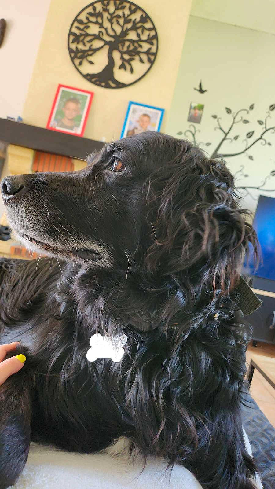 Idalgo a rejoint le concours — aidez-le/la à gagner de superbes lots ! canidae, carnivore, collar, companion_dog, dog, dog_breed, dog_collar, door, ear, fur, gun_dog, liver, picture_frame, snout, spaniel, sporting_group, television, whiskers, working_animal, working_dog