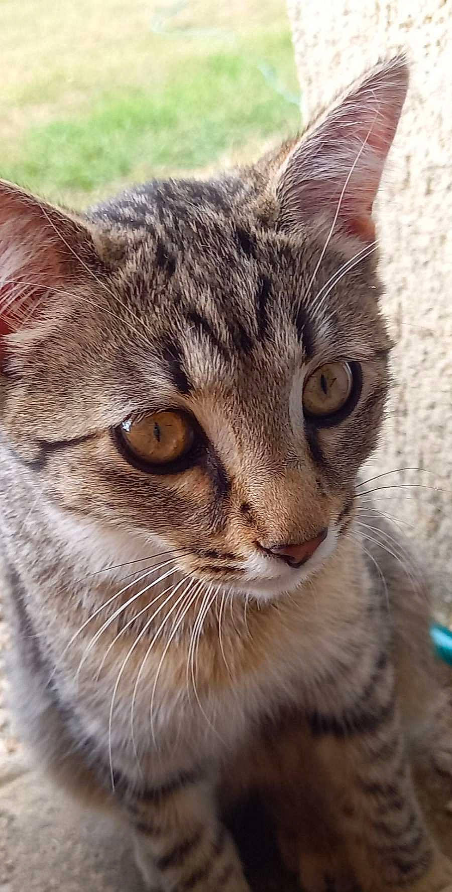 Tiktok participe au concours pour gagner de l'argent avec cette photo : carnivore, cat, close_up, domestic_short_haired_cat, eye, fawn, felidae, fur, grass, head, plant, small_to_medium_sized_cats, snout, terrestrial_animal, tree, whiskers, wildlife, window