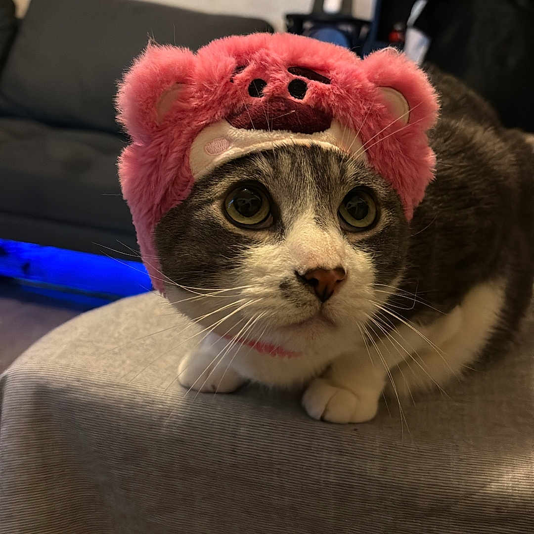 Jasper is registered to the contest to win money with this photo: animal, background, cat, costume, cozy, curious, cute, domestic_cat, ears, feline, fur, gray_and_white, indoor, pet, pink_hat, playful, poster, table, whiskers, wide_eyes