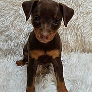 Piper Coco joined the competition — help win amazing prizes! puppy, dog, brown_dog, small_dog, floppy_ears, cute, pet, animal, fur, sitting, white_rug, soft_texture, indoors, young_dog, canine, portrait, front_view, looking_at_camera, adorable, cozy
