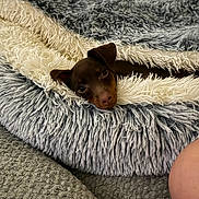 Piper Coco joined the competition — help win amazing prizes! puppy, dog, pet, animal, brown_fur, small_dog, face, eyes, nose, ears, sleeping, cozy, fluffy_bed, blanket, gray, white, indoors, home, portrait, cute