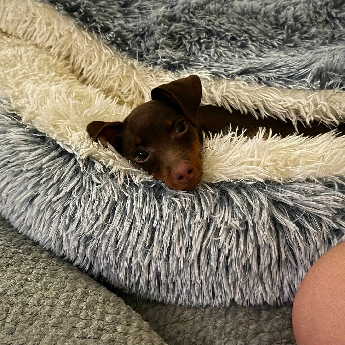Piper Coco
