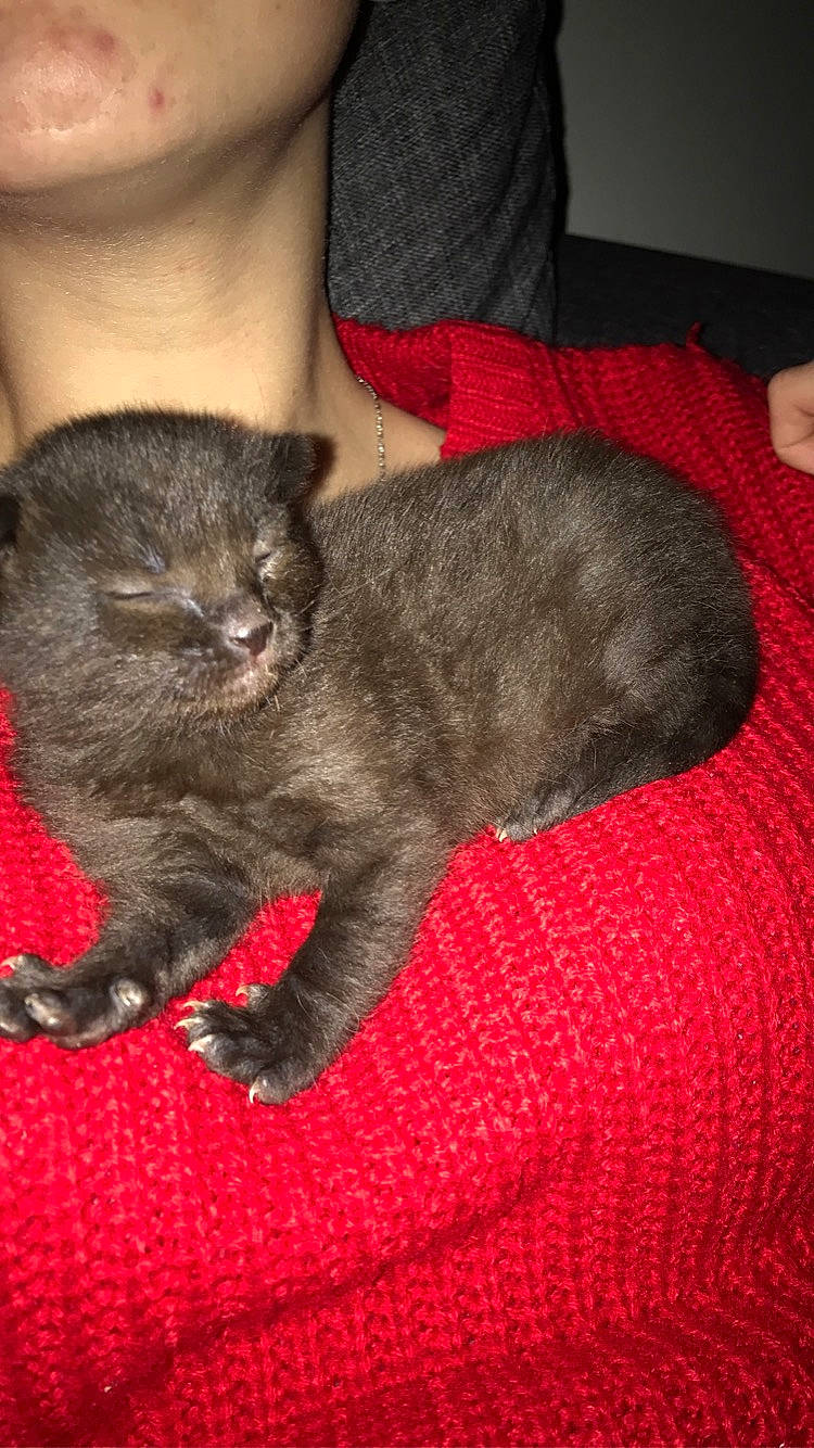 Mia a rejoint le concours — aidez-le/la à gagner de superbes lots ! asian, british_shorthair, carnivore, cat, chartreux, domestic_short_haired_cat, felidae, german_rex, kitten, korat, mammal, nebelung, russian_blue, small_to_medium_sized_cats, vertebrate, whiskers