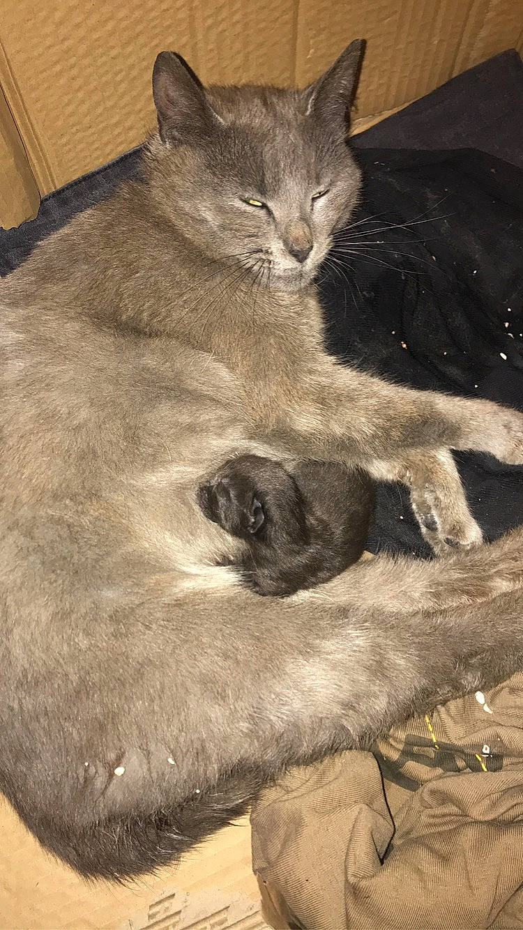 Mia a rejoint le concours — aidez-le/la à gagner de superbes lots ! british_shorthair, burmese, carnivore, cat, chartreux, domestic_short_haired_cat, fawn, felidae, fur, korat, mammal, nebelung, russian_blue, small_to_medium_sized_cats, whiskers