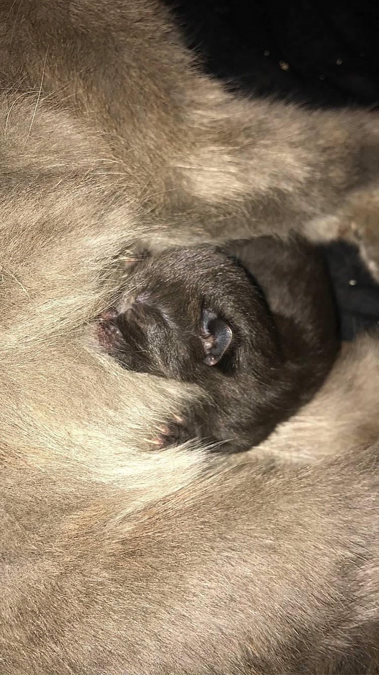 Mia participe au concours pour gagner de l'argent avec cette photo : canidae, carnivore, dog, dog_breed, ear, fawn, fur, puppy, snout, sporting_group