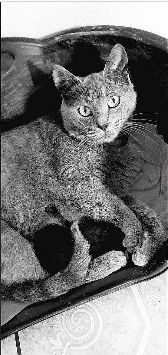 Mia a rejoint le concours — aidez-le/la à gagner de superbes lots ! asian, black_and_white, carnivore, cat, chartreux, domestic_short_haired_cat, felidae, german_rex, kitten, mammal, monochrome, russian_blue, small_to_medium_sized_cats, snout, whiskers