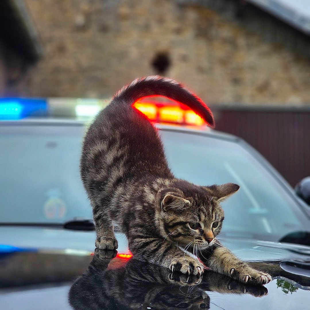 Smitty participe au concours pour gagner de l'argent avec cette photo : alloywheel, animal, car, carwheel, cat, city, kitten, machine, manx, outdoors, pet, road, spoke, street, suv, tire, transportation, urban, vehicle, wheel