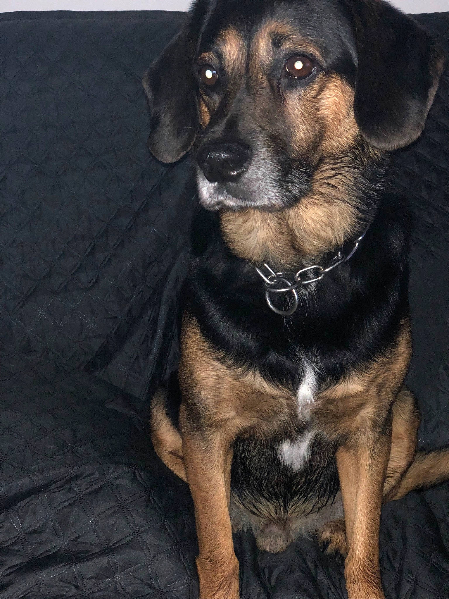 Ulysse participe au concours pour gagner de l'argent avec cette photo : borador, canidae, carnivore, companion_dog, dog, dog_breed, dog_collar, fawn, fur, guard_dog, hunting_dog, pet_supply, sporting_group, terrestrial_animal, whiskers, working_animal, working_dog