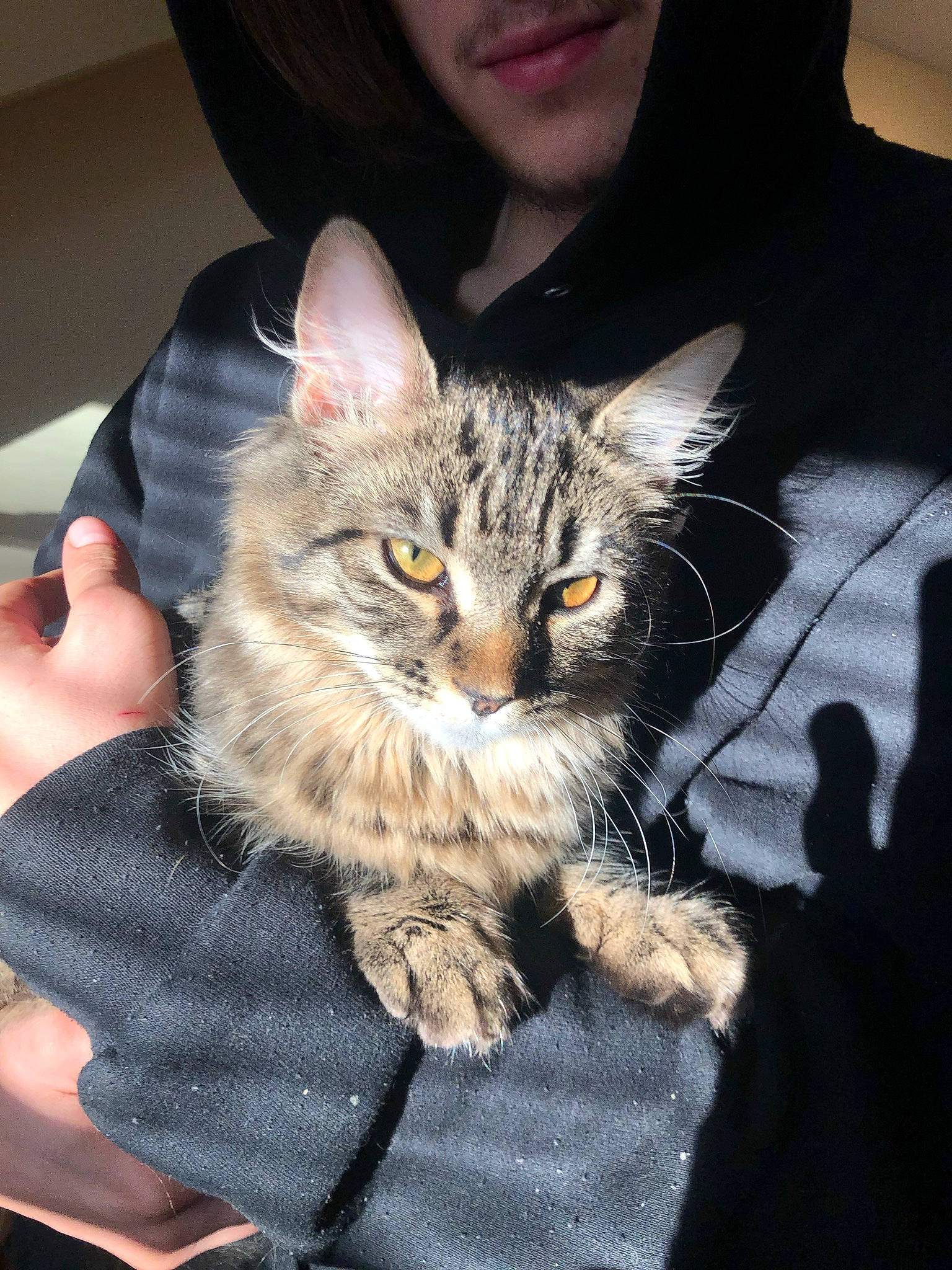 Nala is registered to the contest to win money with this photo: carnivore, cat, claw, domestic_short_haired_cat, felidae, fur, lap, paw, sitting, small_to_medium_sized_cats, snout, whiskers