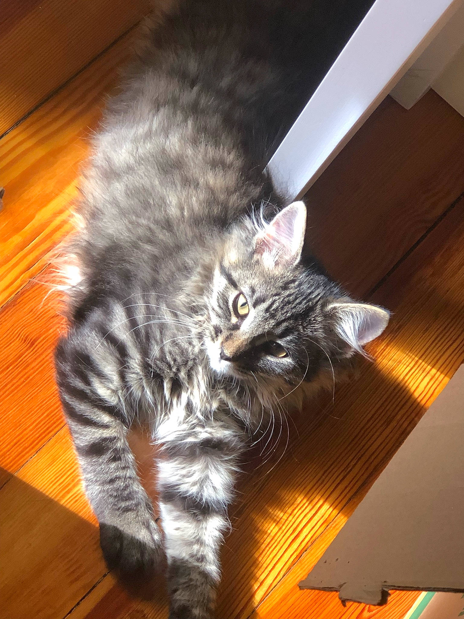 Nala joined the competition — help win amazing prizes! carnivore, cat, claw, domestic_short_haired_cat, felidae, flooring, fur, grey, hardwood, laminate_flooring, paw, plant, small_to_medium_sized_cats, snout, tail, varnish, whiskers, wood, wood_flooring, wood_stain