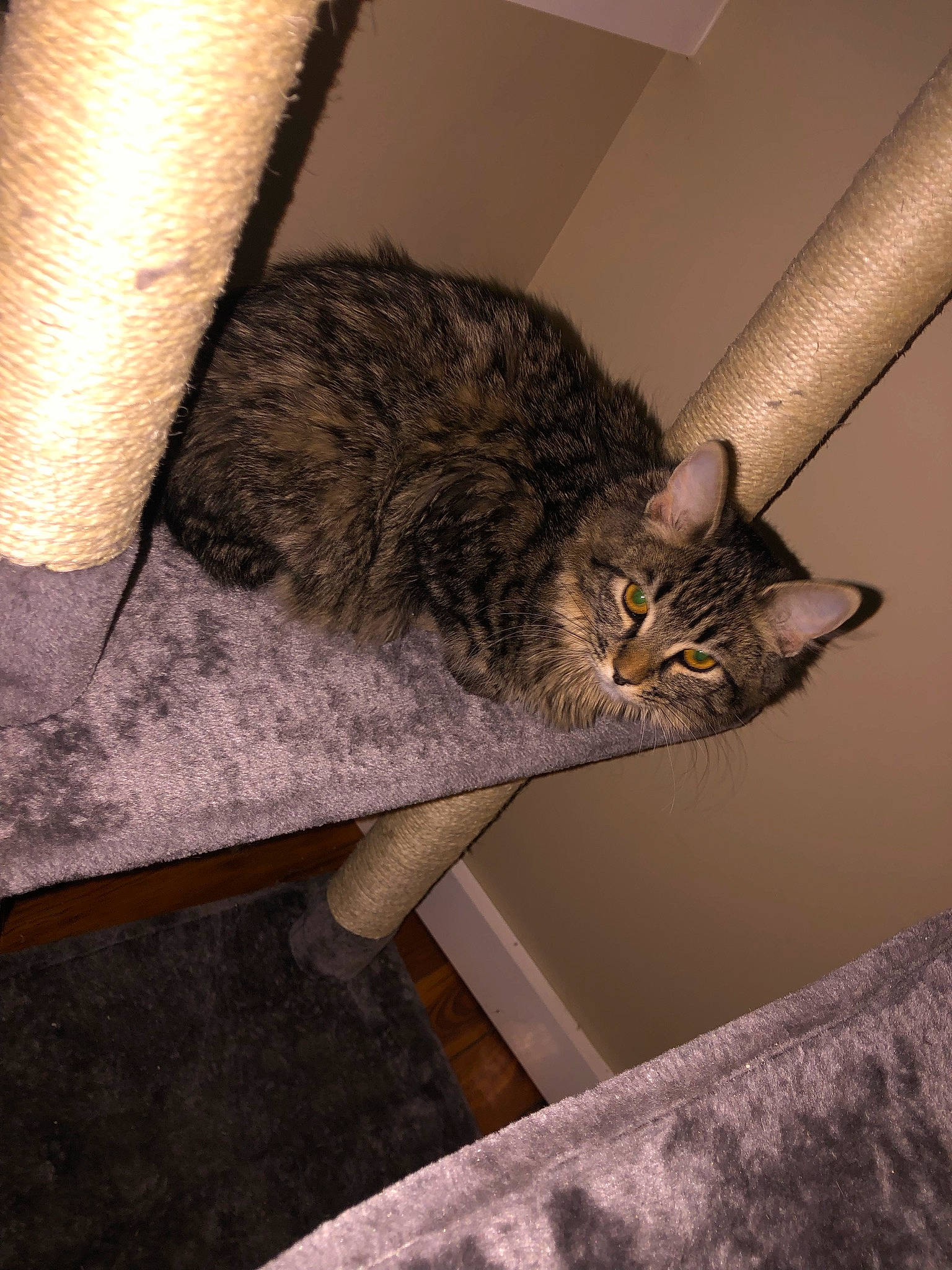 Nala is registered to the contest to win money with this photo: carnivore, cat, ceiling, chair, comfort, domestic_short_haired_cat, felidae, flooring, fur, grey, hardwood, room, small_to_medium_sized_cats, table, tail, terrestrial_animal, whiskers, wood