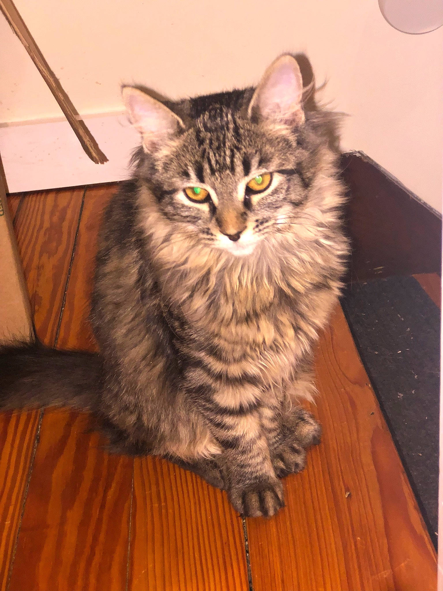 Nala is registered to the contest to win money with this photo: carnivore, cat, claw, domestic_short_haired_cat, eye, felidae, flooring, fur, hardwood, laminate_flooring, maine_coon, paw, small_to_medium_sized_cats, snout, tail, terrestrial_animal, whiskers, wood, wood_flooring, wood_stain
