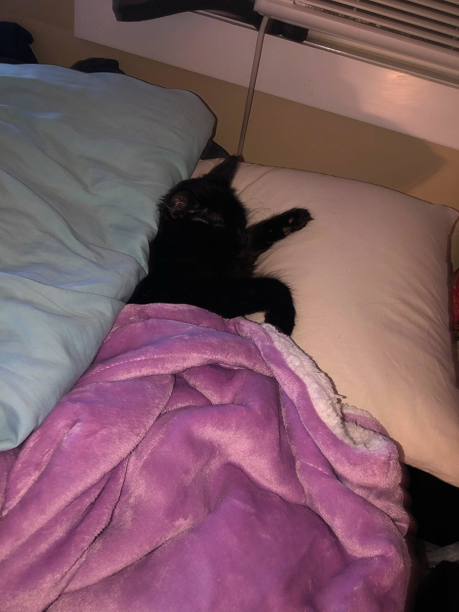 Shadow joined the competition — help win amazing prizes! bed, bed_frame, bedding, bedroom, carnivore, cat, comfort, felidae, flooring, furniture, grey, hardwood, linens, pillow, purple, small_to_medium_sized_cats, tail, textile, whiskers, wood