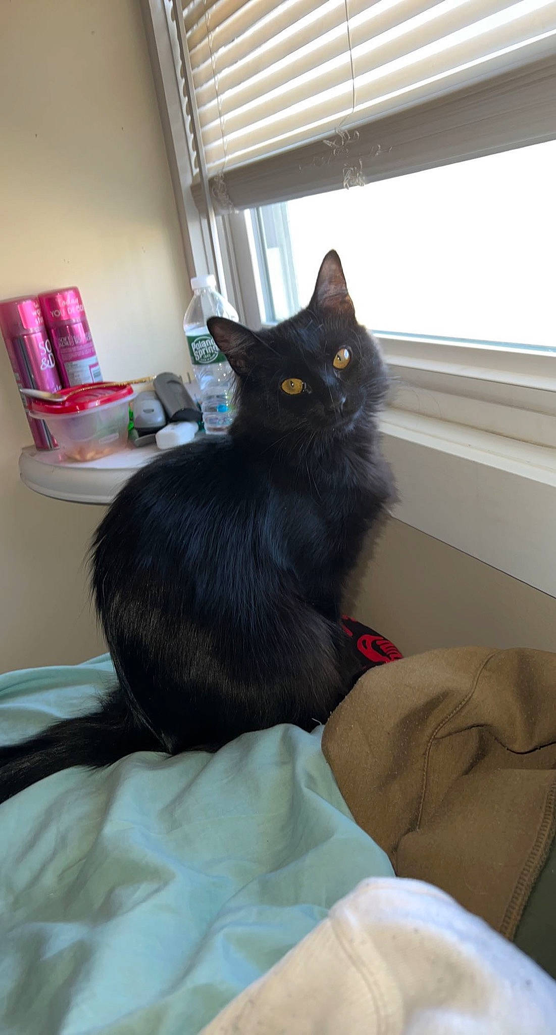 Shadow is registered to the contest to win money with this photo: black_cat, bombay, box, carnivore, cat, claw, comfort, domestic_short_haired_cat, felidae, flooring, fur, grey, hardwood, room, sitting, small_to_medium_sized_cats, tail, whiskers, window