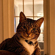 Summer is registered to the contest to win money with this photo: cat, tabby, indoor, collar, bell, pet, animal, feline, whiskers, paw, fur, relaxed, curious, window, door, soft_light, closeup, portrait, domestic_animal, house