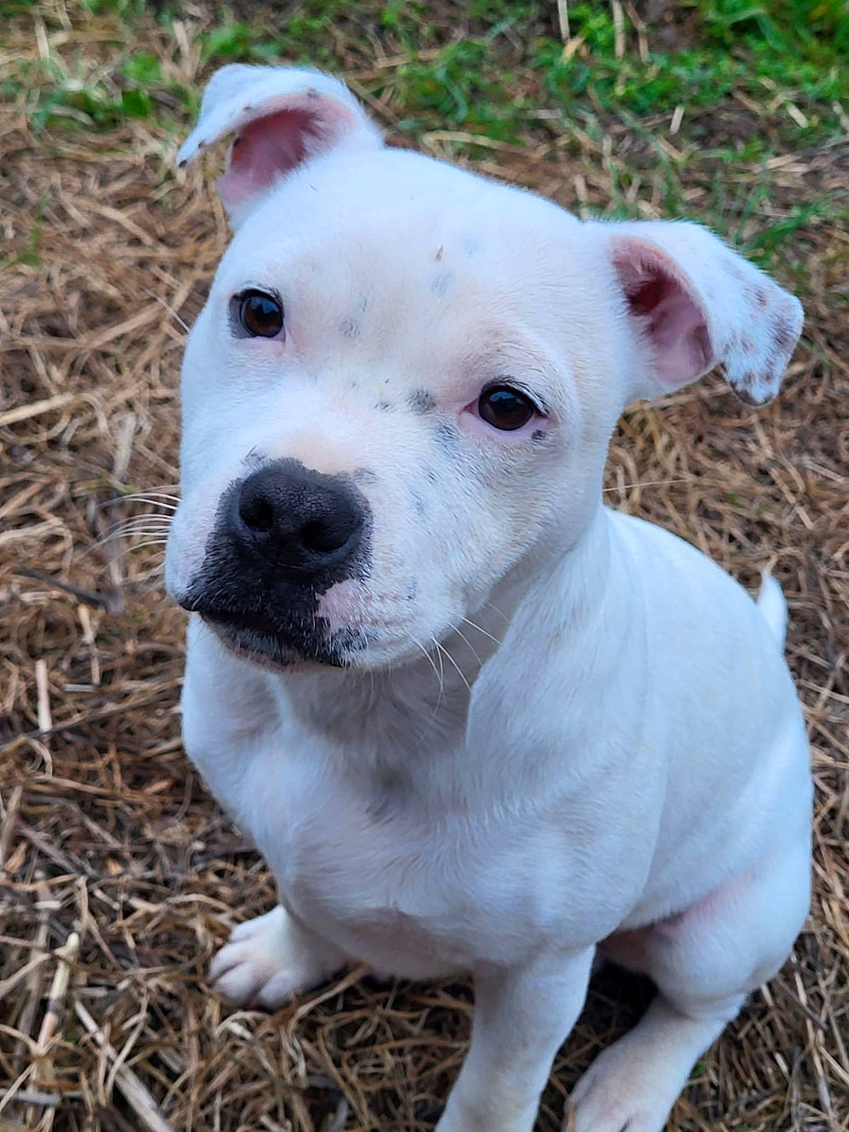 Tao a rejoint le concours — aidez-le/la à gagner de superbes lots ! canidae, carnivore, collar, companion_dog, cordoba_fighting_dog, dog, dog_breed, dog_collar, dogo_guatemalteco, eye, fawn, grass, head, non_sporting_group, snout, sporting_group, terrestrial_animal, whiskers, working_animal