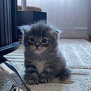 Tyty a rejoint le concours — aidez-le/la à gagner de superbes lots ! animal, carpet, cat, chair_leg, curious, cute, domestic, feline, fluffy, furniture, gray, indoor, kitten, paws, pet, sitting, small, soft, whiskers, young