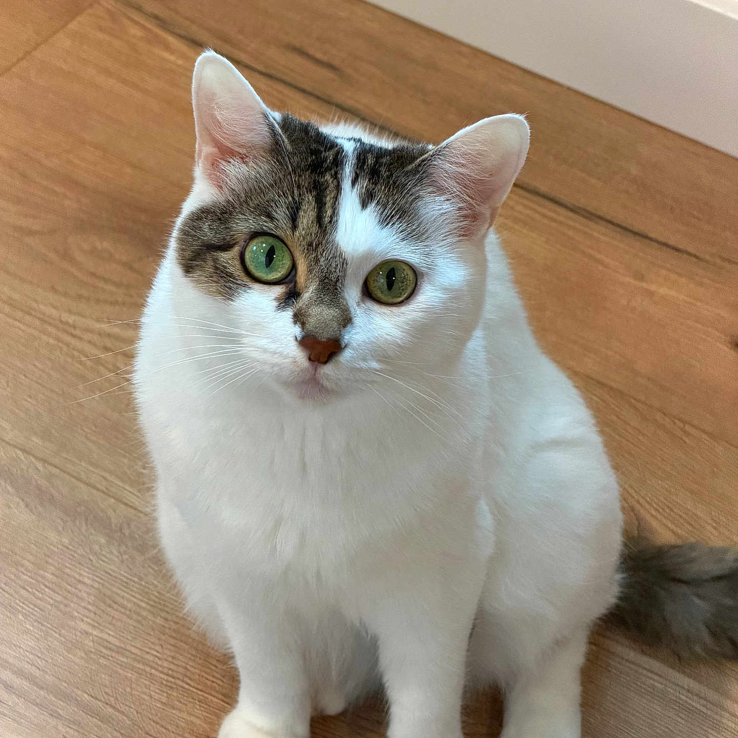 Ichigo joined the competition — help win amazing prizes! animal, cat, close_up, curious, cute, domestic, ears, feline, fur, green_eyes, indoor, looking, pet, portrait, sitting, tabby, tail, whiskers, white, wooden_floor