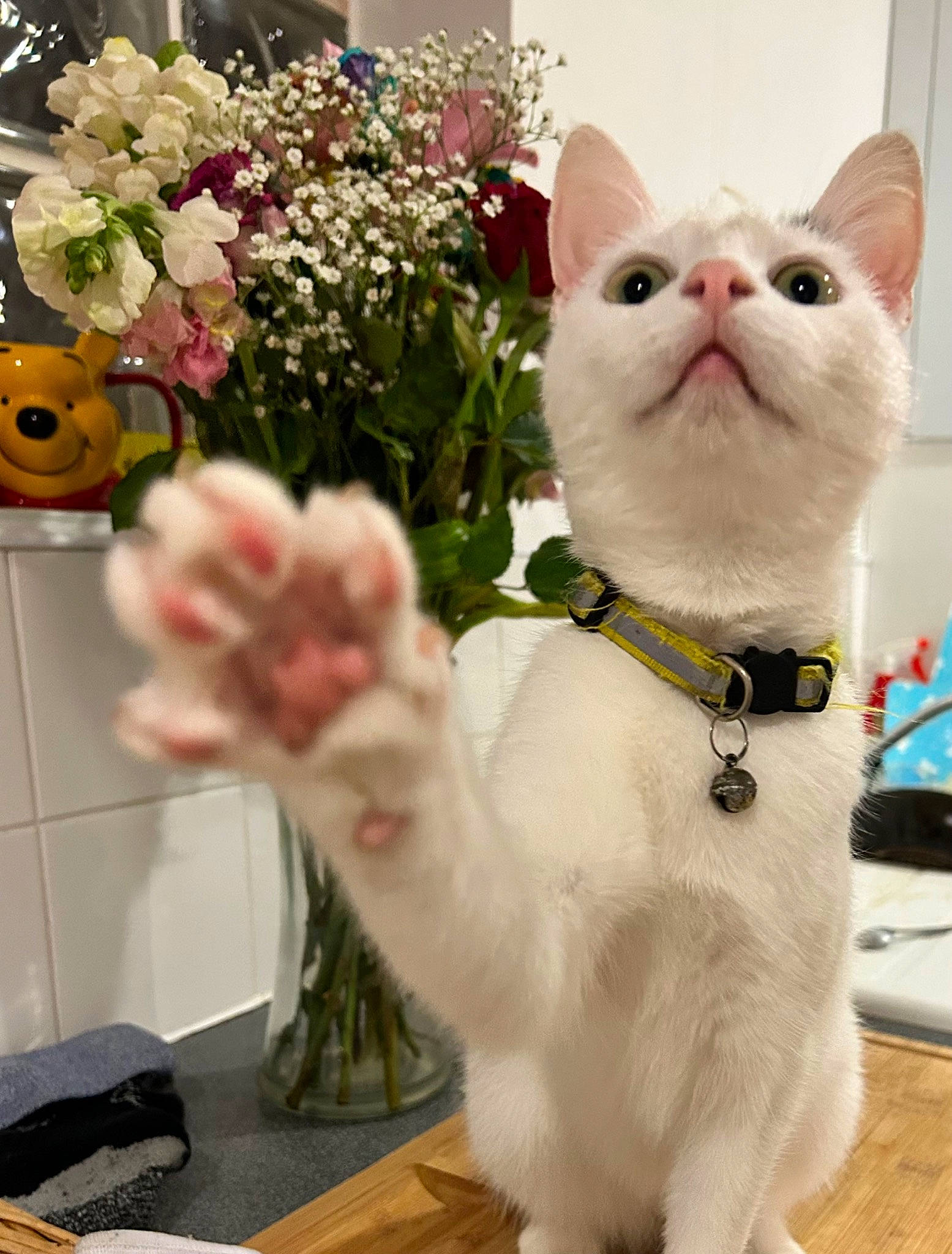 Pippa is registered to the contest to win money with this photo: bow_tie, carnivore, cat, collar, cut_flowers, domestic_short_haired_cat, eyewear, fawn, felidae, floral_design, flower, flower_arranging, fur, petal, pink, plant, small_to_medium_sized_cats, tail, tie, whiskers