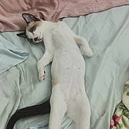 Miyo joined the competition — help win amazing prizes! cat, sleeping, bed, sheet, pillow, relaxed, pet, fur, animal, indoor, resting, comfort, cute, domestic, whiskers, tail, pink, blue, white, cozy