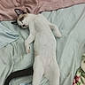 cat, sleeping, bed, sheet, pillow, relaxed, pet, fur, animal, indoor, resting, comfort, cute, domestic, whiskers, tail, pink, blue, white, cozy