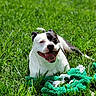 dog, bulldog, pet, animal, grass, outdoor, lawn, white_fur, black_patches, smiling, happy, open_mouth, tongue, lying_down, toy, chew_toy, shredded_toy, sunlight, portrait, playful