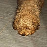 dog, puppy, brown_fur, fluffy, curly_fur, lying_down, sleeping, resting, nose, ears, pet, animal, indoor, tile_floor, floor, closeup, top_view, warm_lighting, cute, relaxed