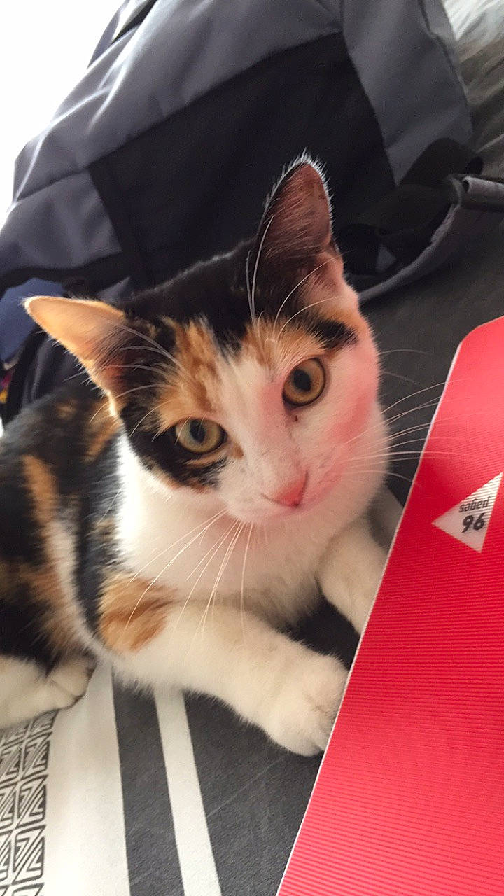 Carmen a rejoint le concours — aidez-le/la à gagner de superbes lots ! aegean_cat, american_shorthair, american_wirehair, carnivore, cat, domestic_short_haired_cat, european_shorthair, felidae, fur, kitten, packaging_and_labeling, small_to_medium_sized_cats, whiskers