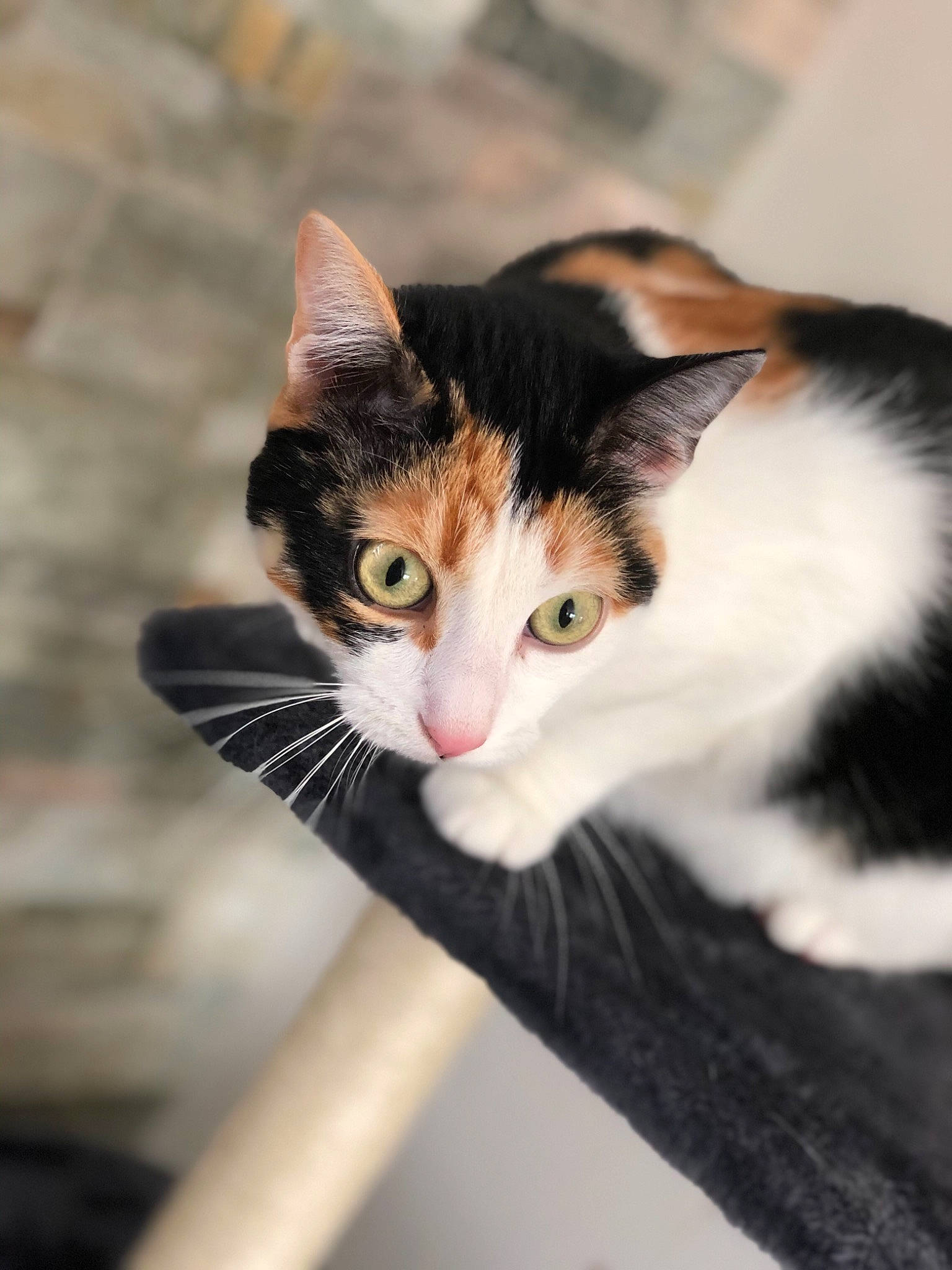 Carmen a rejoint le concours — aidez-le/la à gagner de superbes lots ! aegean_cat, american_wirehair, black_and_white, carnivore, cat, domestic_short_haired_cat, european_shorthair, eye, felidae, fur, kitten, mammal, polydactyl_cat, small_to_medium_sized_cats, whiskers