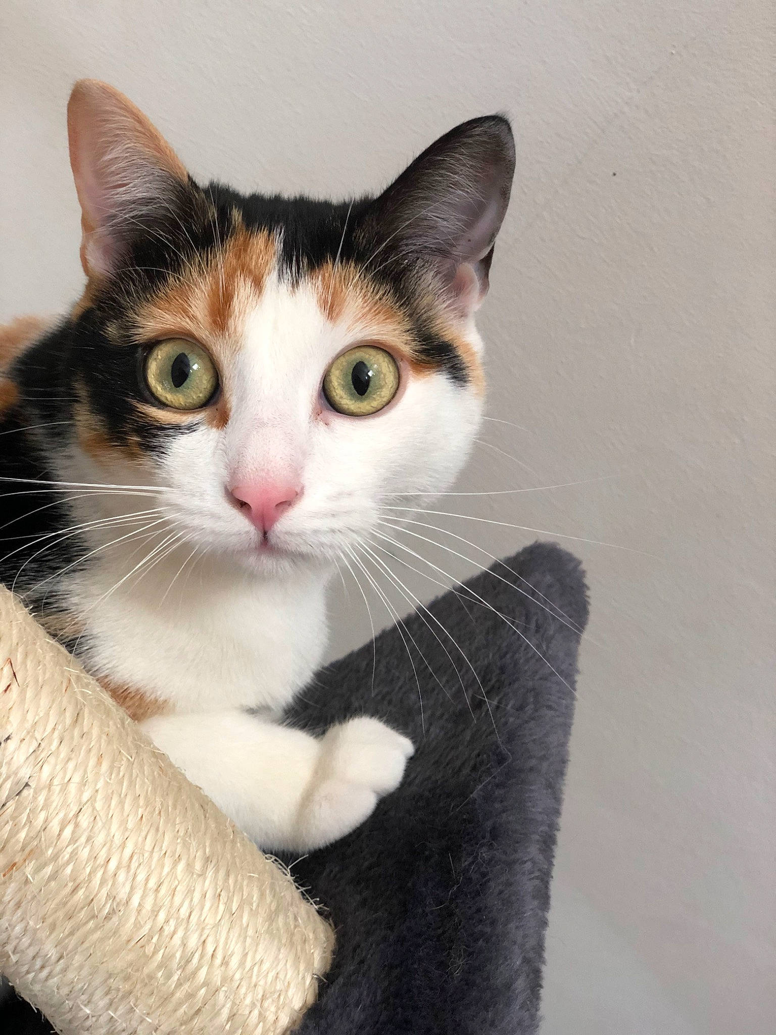 Carmen participe au concours pour gagner de l'argent avec cette photo : aegean_cat, american_wirehair, asian, carnivore, cat, domestic_short_haired_cat, european_shorthair, felidae, fur, kitten, mammal, ojos_azules, polydactyl_cat, small_to_medium_sized_cats, snout, tabby_cat, whiskers