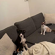 Alvin a rejoint le concours — aidez-le/la à gagner de superbes lots ! dog, puppy, cat, couch, blanket, pillow, living_room, pet, animal, fur, indoor, home, leash, gray, white, black, sitting, cute, domestic_animal, relaxed