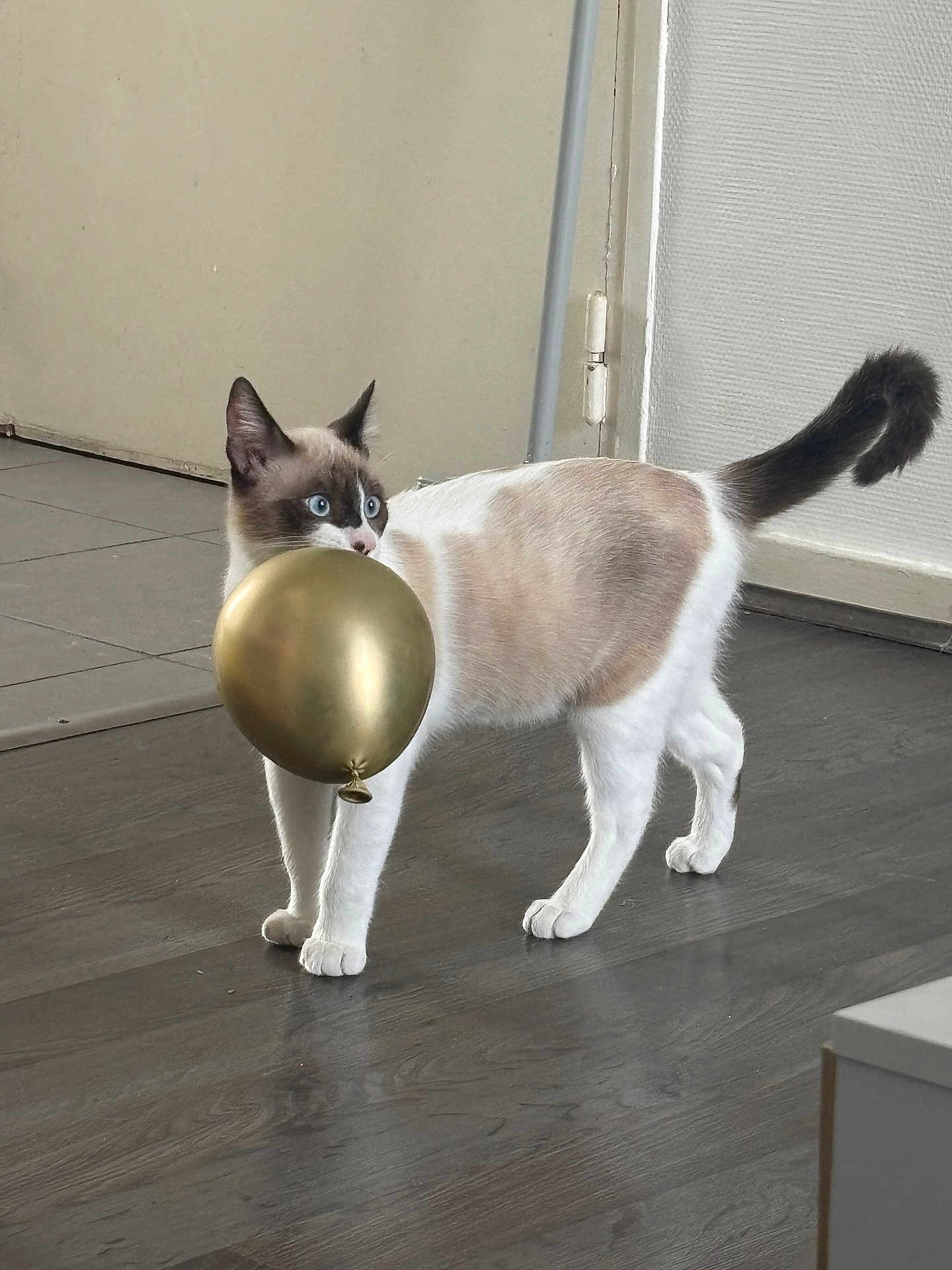 Alvin a rejoint le concours — aidez-le/la à gagner de superbes lots ! cat, siamese_cat, balloon, indoor, wooden_floor, curious, pet, animal, blue_eyes, tail, door, flooring, feline, white_fur, brown_fur, standing, mouth, playful, house, domestic