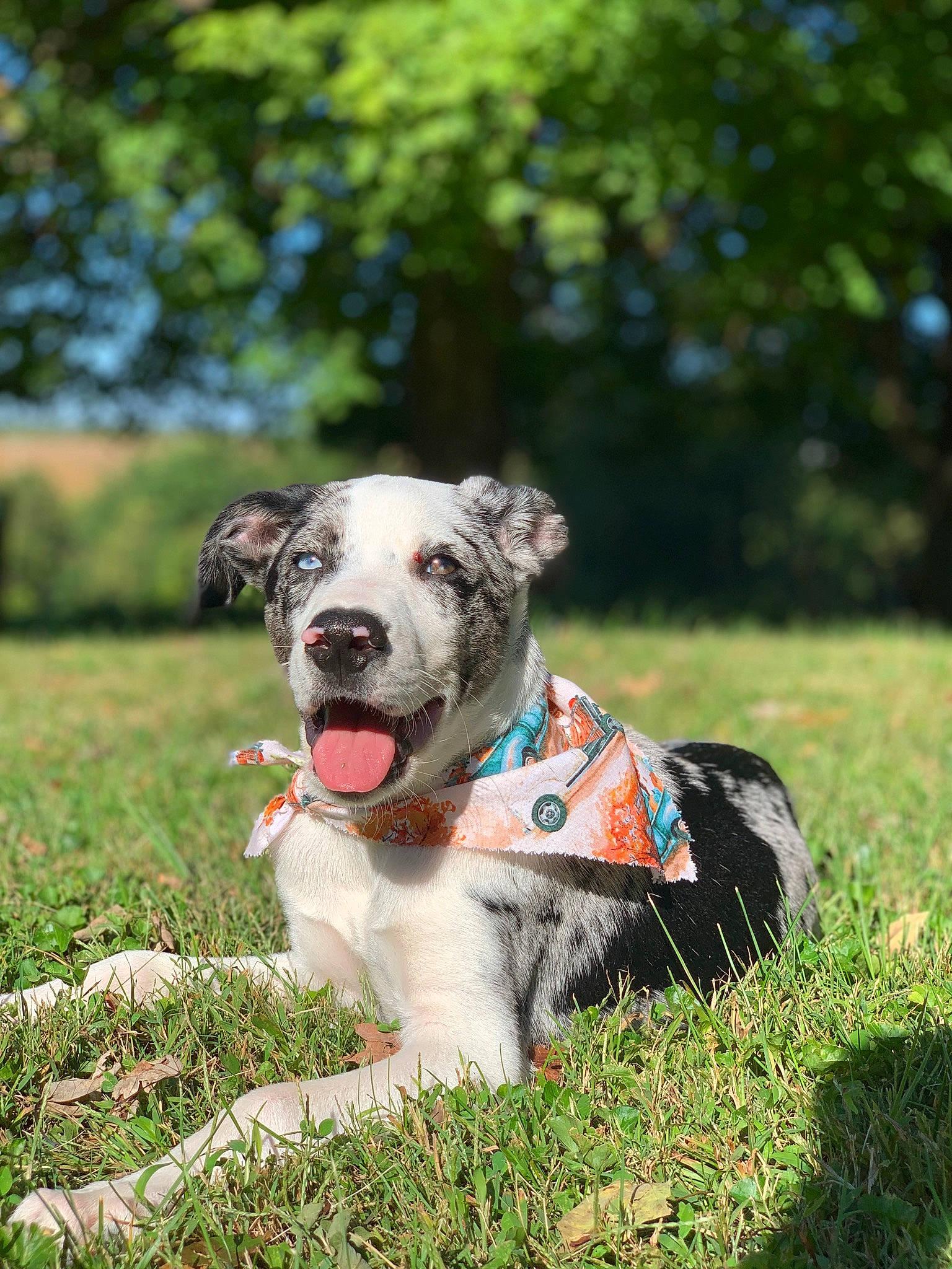 Phoenix joined the competition — help win amazing prizes! art, carnivore, collar, companion_dog, dog, dog_breed, dog_clothes, dog_collar, dog_supply, fashion_accessory, fawn, grass, grassland, leash, pet_supply, plant, tail, tree, whiskers, working_animal