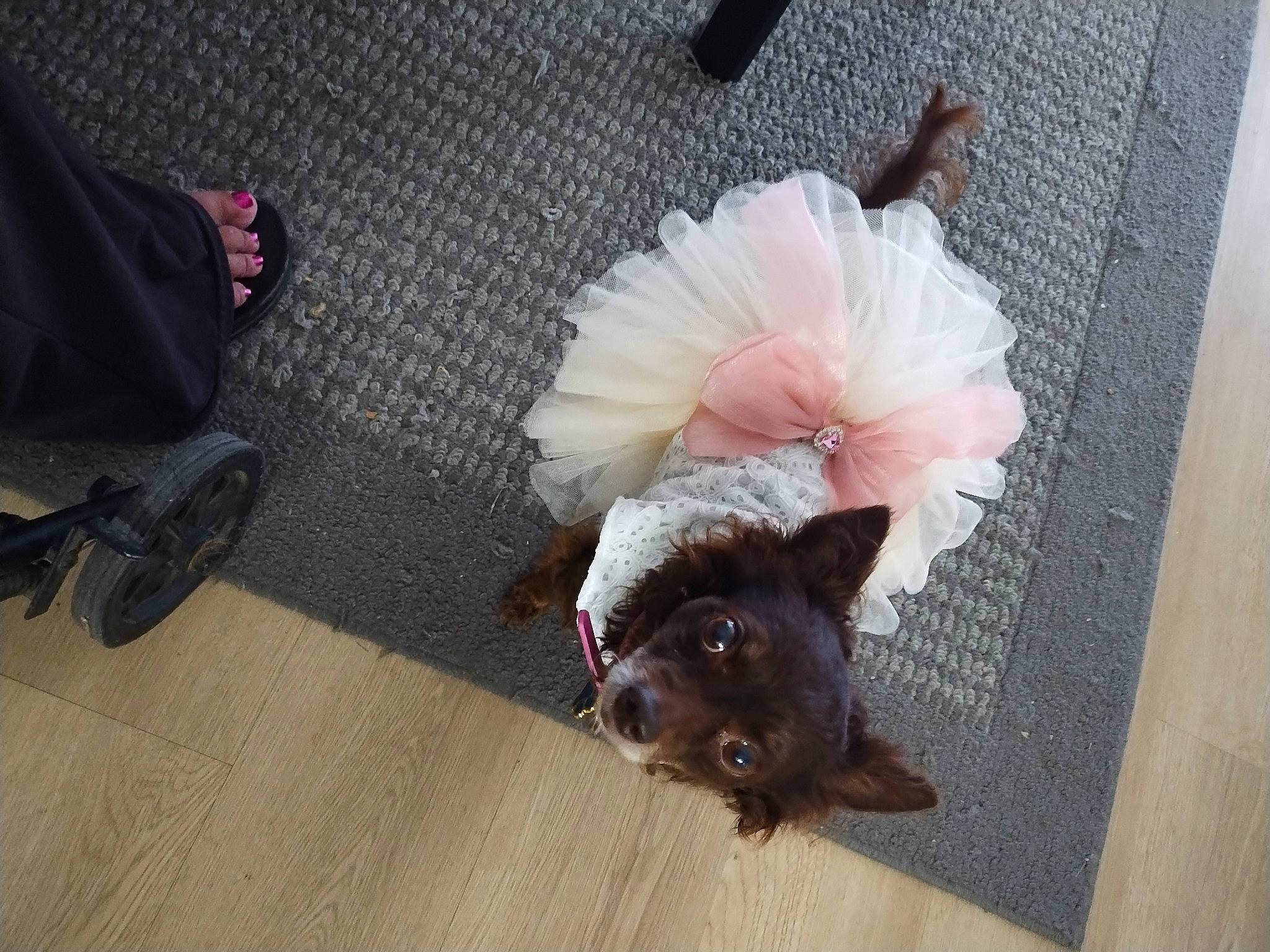 Rosie is registered to the contest to win money with this photo: carnivore, companion_dog, dog, dog_breed, dog_supply, fawn, felidae, floor, flooring, flower, fur, hardwood, liver, petal, small_to_medium_sized_cats, tail, toy_dog, whiskers, wood, working_animal