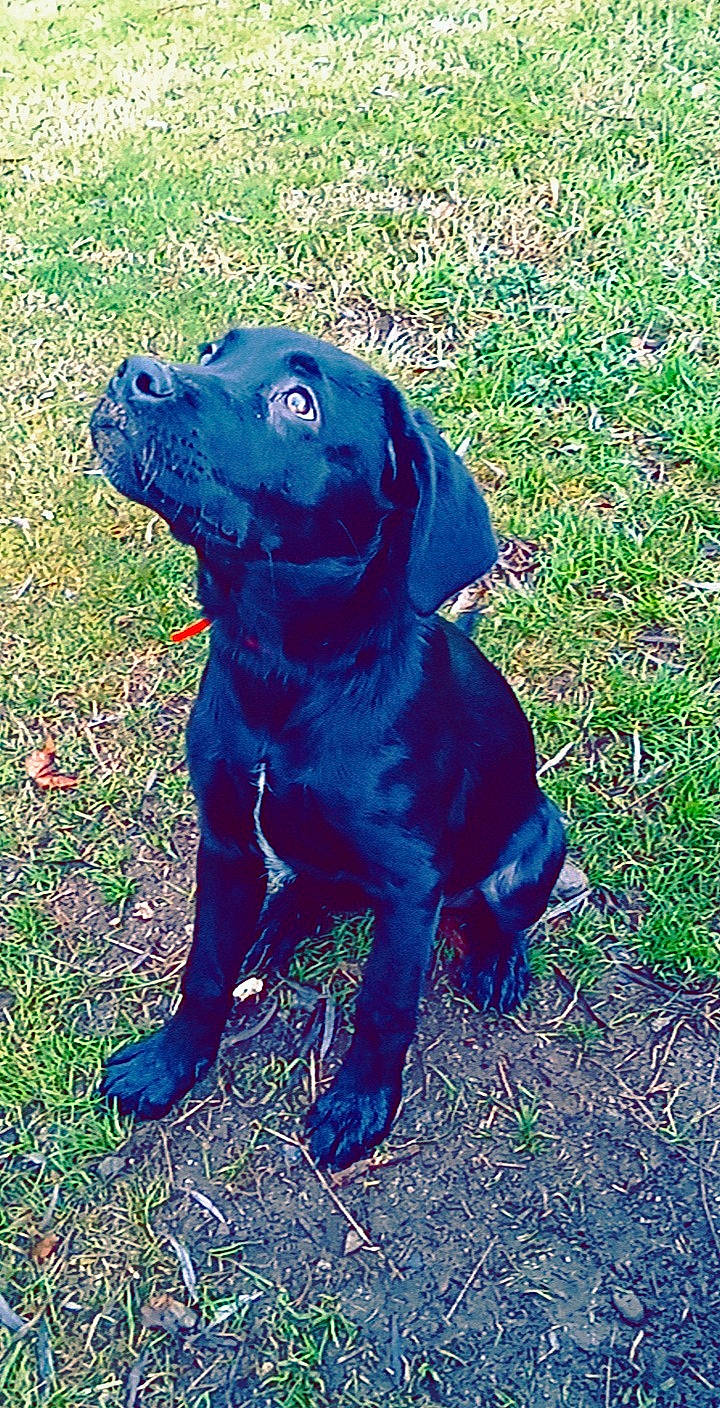 Rika participe au concours pour gagner de l'argent avec cette photo : blue_lacy, borador, canidae, carnivore, collar, companion_dog, dog, dog_breed, dog_collar, gun_dog, liver, mammal, pet_supply, snout, sporting_group, working_animal, working_dog