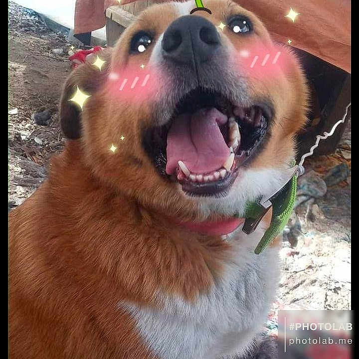 Fisher joined the competition — help win amazing prizes! animal, architecture, bodypart, canine, dog, face, flower, head, hound, husky, mouth, outdoors, person, pet, petal, photography, plant, portrait, puppy, teeth
