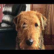 Buck joined the competition — help win amazing prizes! airedale, animal, ball, canine, couch, dog, football, furniture, pet, puppy, soccer, soccerball, sport, terrier