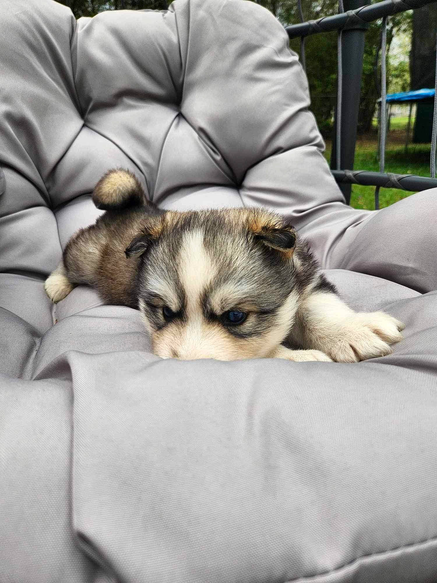 Asher joined the competition — help win amazing prizes! canidae, carnivore, comfort, companion_dog, dog, dog_breed, fawn, felidae, fur, grass, linens, paw, small_to_medium_sized_cats, snout, sporting_group, terrestrial_animal, textile, tree, whiskers, wildlife