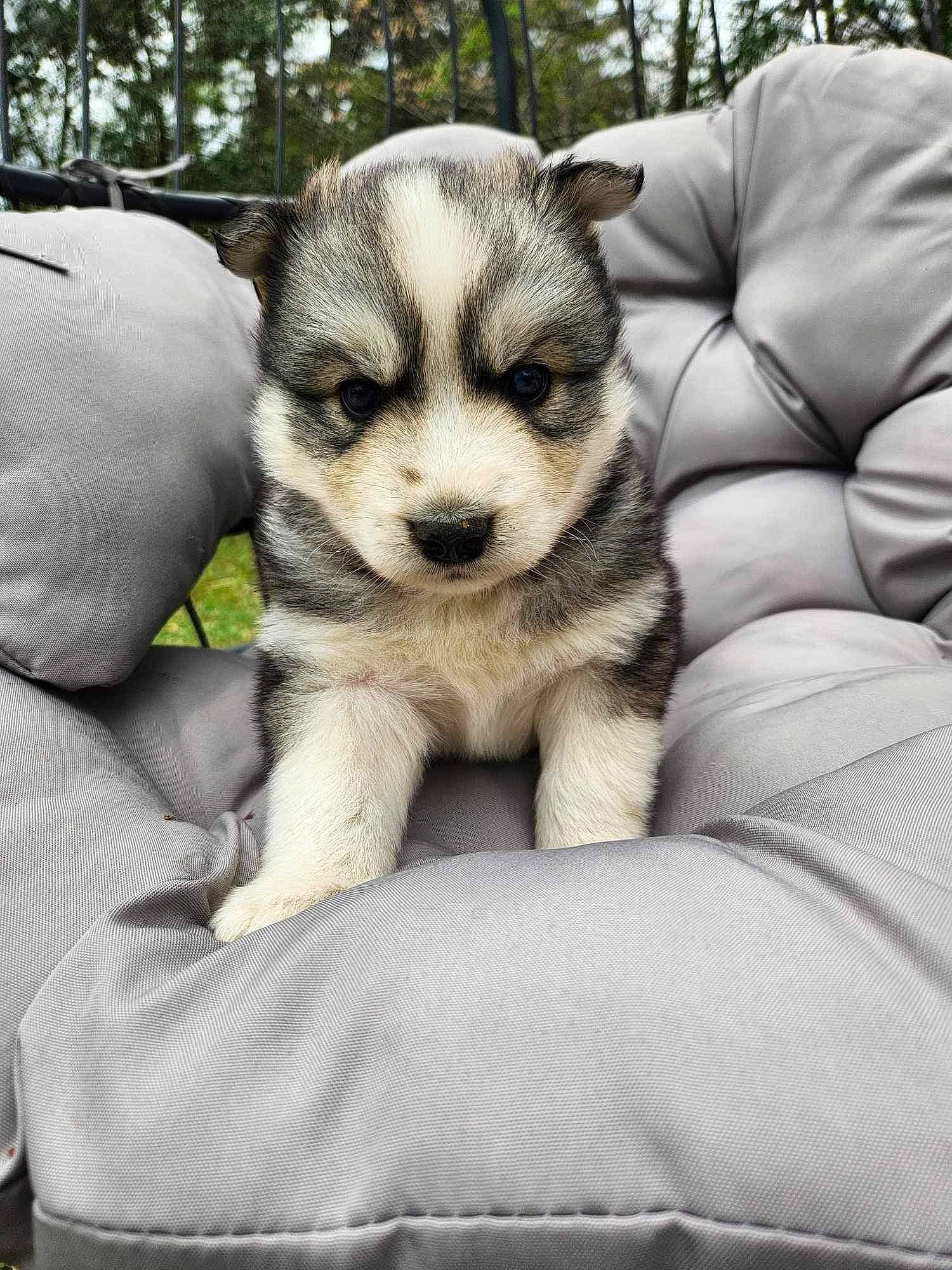 Asher is registered to the contest to win money with this photo: canidae, carnivore, comfort, companion_dog, couch, dog, dog_breed, fawn, fur, grass, paw, sitting, sled_dog, snout, sporting_group, terrestrial_animal, tree, whiskers, wildlife, working_dog