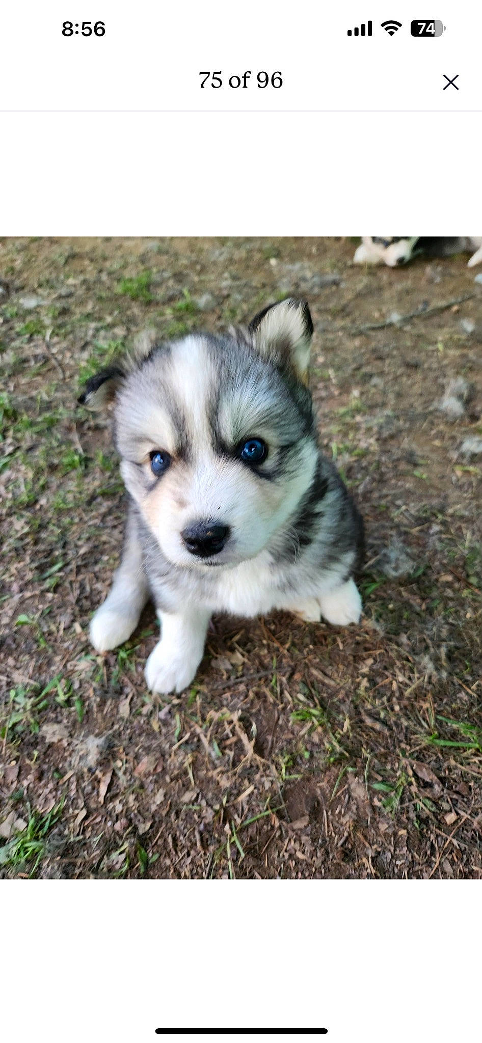 Asher joined the competition — help win amazing prizes! ancient_dog_breeds, canidae, carnivore, companion_dog, dog, dog_breed, fur, grass, plant, sled_dog, soil, sporting_group, terrestrial_animal, whiskers, working_dog