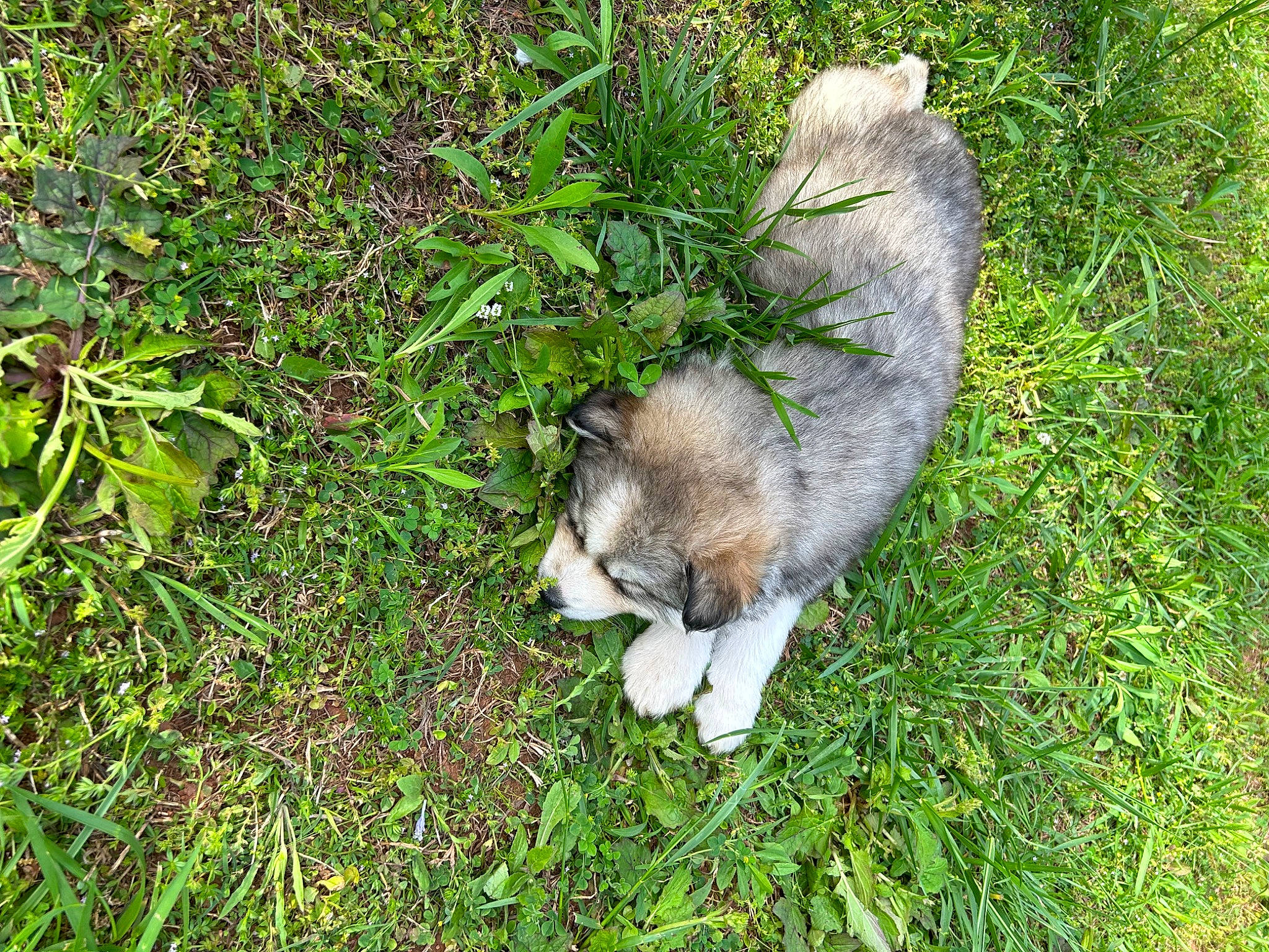 Asher joined the competition — help win amazing prizes! audubons_cottontail, canidae, canis, carnivore, dog, dog_breed, fawn, felidae, fur, grass, groundcover, plant, small_to_medium_sized_cats, snout, sporting_group, tail, terrestrial_animal, terrestrial_plant, whiskers, wolf