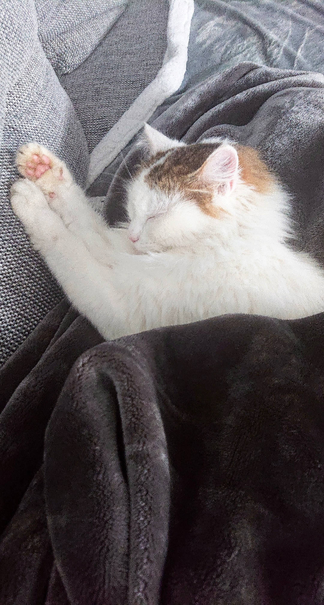 Hayden participe au concours pour gagner de l'argent avec cette photo : aegean_cat, american_wirehair, carnivore, cat, claw, domestic_short_haired_cat, ear, european_shorthair, fawn, felidae, fur, hand, kitten, leg, nap, paw, polydactyl_cat, small_to_medium_sized_cats, tail, whiskers