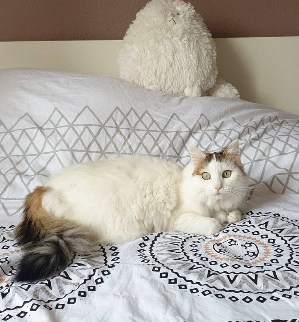 Hayden participe au concours pour gagner de l'argent avec cette photo : asian, bed_sheet, british_longhair, british_semi_longhair, carnivore, cat, felidae, fur, furniture, kitten, norwegian_forest_cat, persian, ragdoll, room, small_to_medium_sized_cats, turkish_angora, whiskers